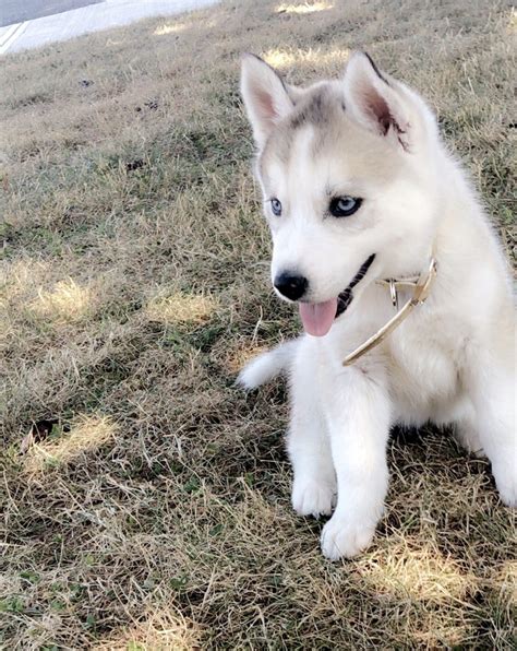 baby husky puppies for sale.